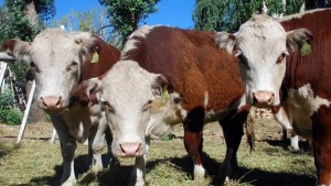 El gobierno de Weretilneck volvió a rechazar el proyecto que elimina la barrera sanitaria