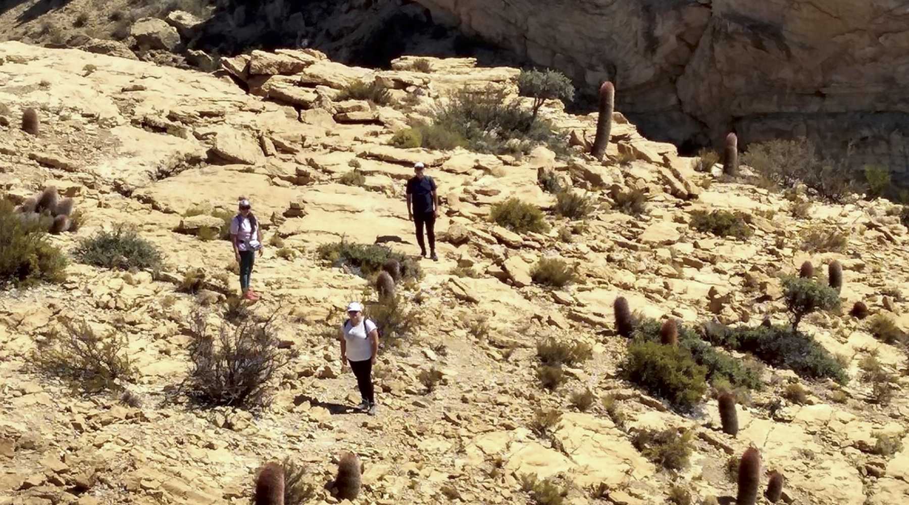 El sorprendente Valle de los Cactus de la Patagonia: un plan para el finde  largo en el norte neuquino - Diario Ro Negro