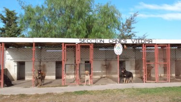 El hombre cayó tras evitar un ataque de uno de los perros que estaba adiestrando. 