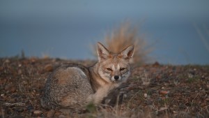 «Esto es cine»: las ballenas cerca de la orilla, el zorro mirándolas y un épico video en la Patagonia