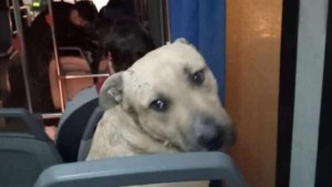 Una pulga aventurera: Roco, el perro que buscaban en Centenario y volvió en colectivo a su casa, desde Neuquén
