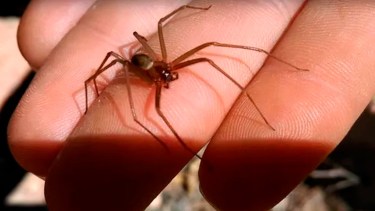 La araña Loxosceles es de tamaño mediano y amarronada. Se encuentra en entornos domésticos. Su picadura es peligrosa