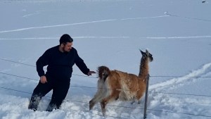 «Él no va a morir»: Turistas brasileños rescataron a un guanaco enganchado en el alambrado de un campo en la Patagonia