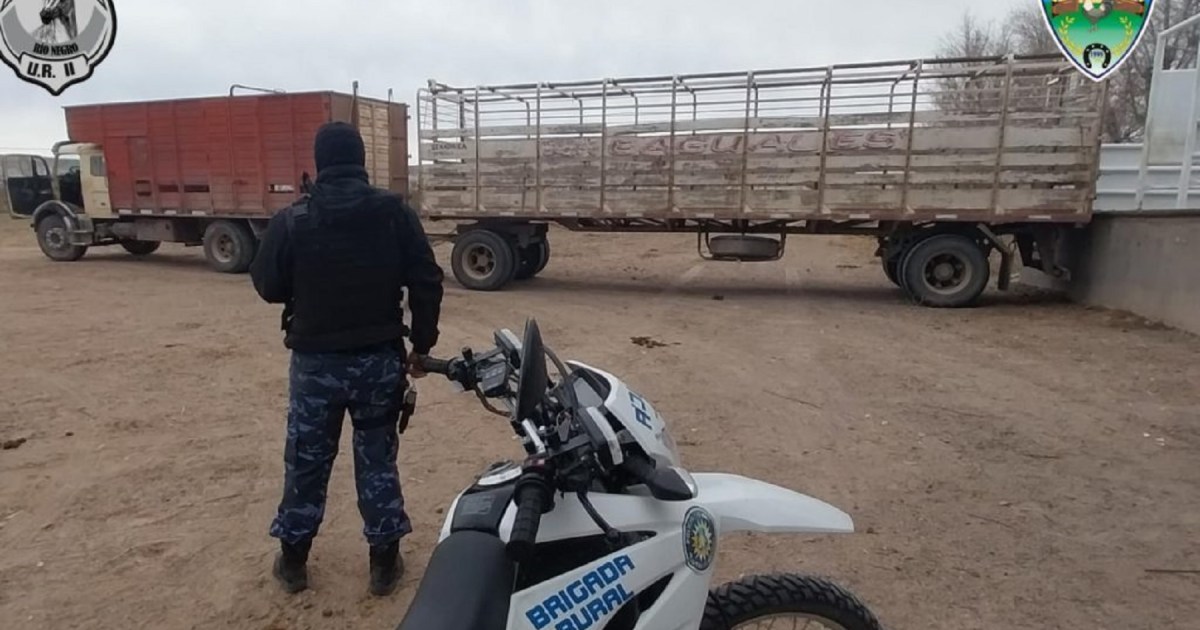 The truck was arrested on account of a scarcity of paperwork in Roca: calves, bulls and cows have been seized