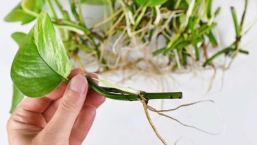 Cómo enraizar cualquier planta con este truco casero