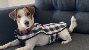 Cómo hacer un abrigo para tu perro: paso a paso, armalo con estos moldes