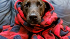 Qué razas de perros son más sensibles al frío y cómo identificarlo