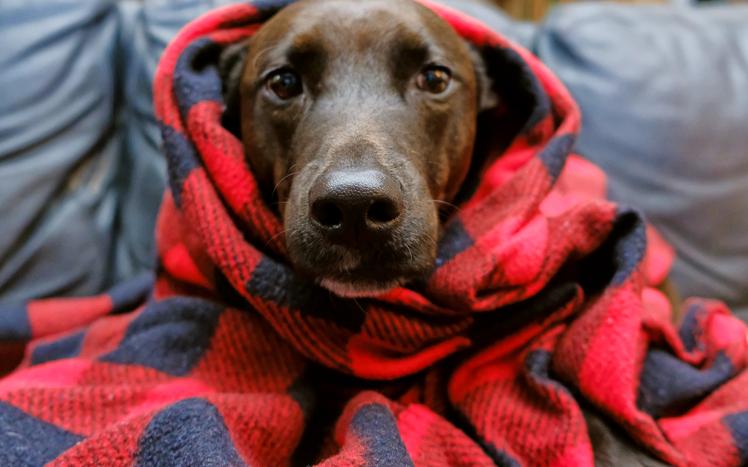 los perros tienen frio en invierno