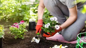 Cuáles son las flores de otoño, para cultivar y colorear tu jardín en junio 2024