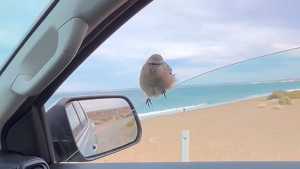 Puerto Madryn: paró en la playa para filmar a la ballena y su cría y un pequeño habitante se sumó al paseo