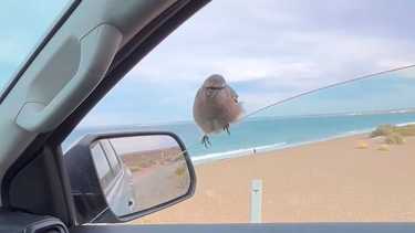 Puerto Madryn: paró en la playa para filmar a la ballena y su cría y un pequeño habitante se sumó al paseo