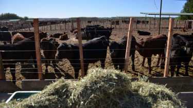 Añelo es uno de los lugares donde los feedlot se desarrollan (Matías Subat)