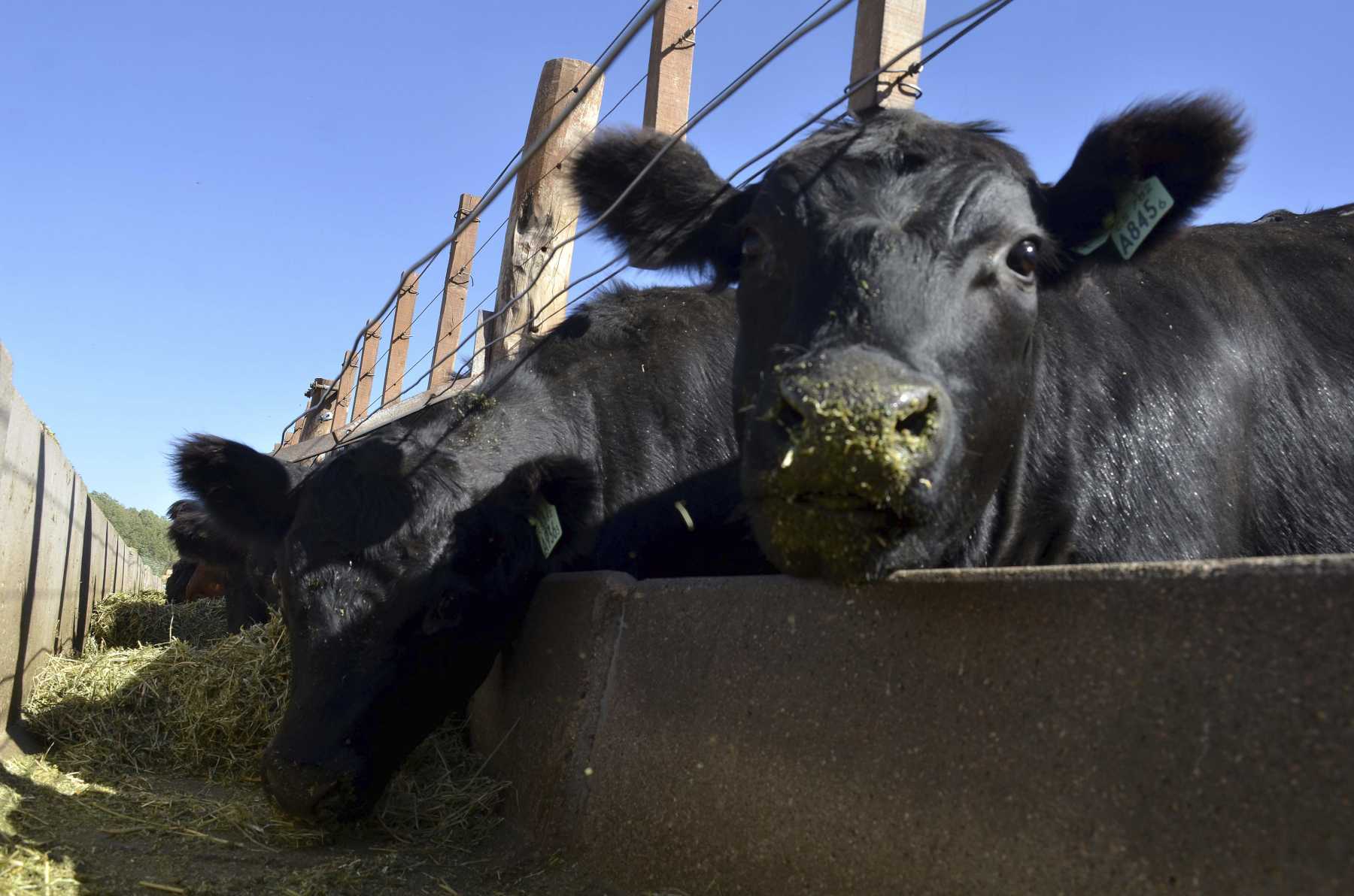 Ventajas y desventajas del uso de maíz y concentrado en el engorde de bovinos