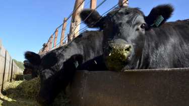 Ganadería | Cuán conveniente es realmente la ración de maíz entero con concentrado proteico para el engorde de bovinos a corral