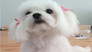 Buscan a su perrita después de ser víctimas de robo en Neuquén: "Se llevaron lo más importante" (Foto: gentileza)