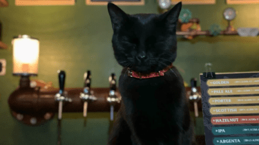 Mamba, la gata que adoptaron en un bar de Allen. 