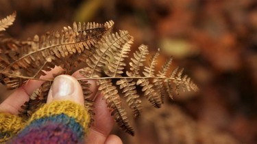 Cómo hacer para revivir un helecho usando otra planta