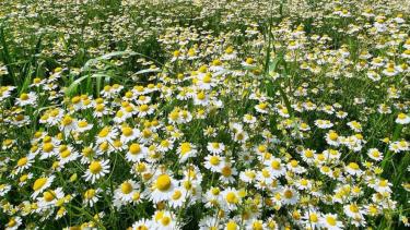 Esta planta reduce el dolor en las articulaciones y regenera el cartílago desgastado por la artritis