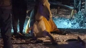 Bomberos voluntarios de Villa Pehuenia, lo hicieron de nuevo: esta vez, le salvaron la vida a un caballo