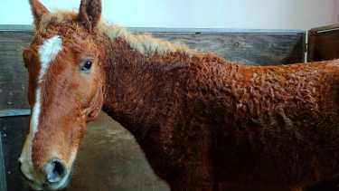 Un día de campo para conocer a los caballos con rulos de Río Negro, únicos en América del Sur