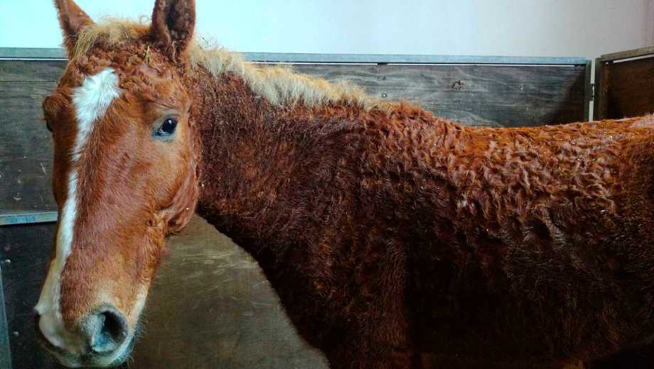 Los caballos con rulos tienen un pelaje particular. Foto: gentileza. 