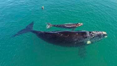 Cada vez hay más ballenas francas con sus crías en el Golfo San Matías. Enteráte por qué se da este fenómeno