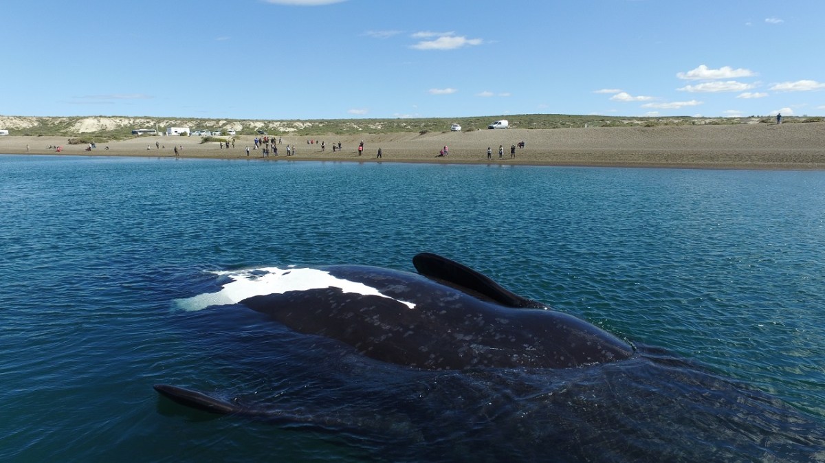 Cómo es «El Doradillo», la playa a pocos kilómetros de Puerto Madryn para ver ballenas sin costo