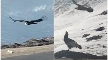 Video | ¡Impresionante! Un camionero iba por una ruta camino a Chile y captó a dos majestuosos cóndores