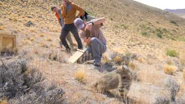 El gato de Pajonal es foco de estudio y proyectos de conservación en la región. Foto: gentileza.