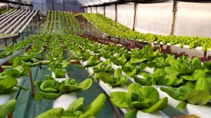 Curso virtual de hidroponía, acuaponía y forraje verde hidropónico para microempresas