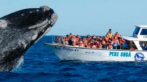 Imagen de Tras el último aumento, la excursión para avistar ballenas en Puerto Madryn cuesta casi 100 mil pesos
