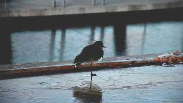Qué son las "heladas negras". Foto Matías Subat