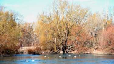 En las obras previstas en el paseo costero a la vera del río Neuquén, a la altura del club Independiente, tendrá un mirador que ya fue bautizado como "de los Cisnes" (foto Matías Subat) 