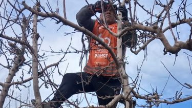 Podadores, se buscan: hay cada vez menos “artistas” en las chacras y salen a incentivar la formación 