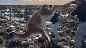 Video: el gobernador de Santa Cruz y su hijo liberaron con mucho esfuerzo a un guanaco atrapado