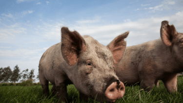 Porcinos. Un sector de enorme potencial que crece en la provincia del Neuquén.
Foto: https://www.argentina.gob.ar/