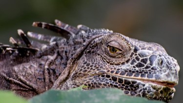 El Bioparque Bubalcó Patagonia, destinado a la conservación, se prepara estas vacaciones de invierno para recibir visitantes.