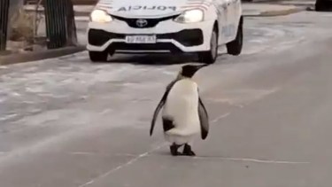 Se cruzó un pingüino que le cortó el tránsito, el divertido video de Tierra del Fuego