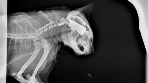 Le lanzó una flecha a un gato: fue un vecino de Viedma que generó repudio