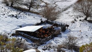 Ola polar en la Patagonia: recomendaciones de suplementación de emergencia para el ganado