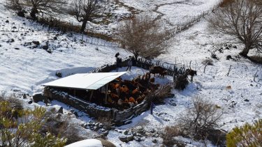 Suplementación. Se debe suministrar parte de la ración por la mañana y el resto por la tarde. 