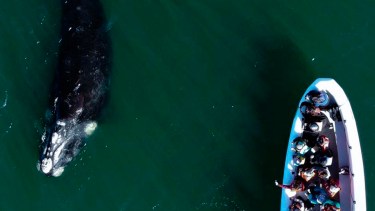 Las ballenas francas te esperan en Las Grutas 