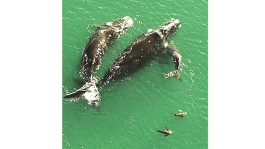 Las ballenas siguen sorprendiendo en Las Grutas / Captura de video de José Seitune