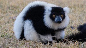 Semana Santa en Bubalcó: animales rescatados, búsquedas del tesoro y una propuesta distinta en el valle