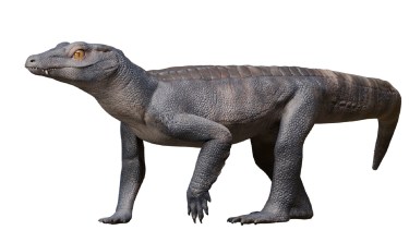 Media un metro de largo y 40 cm de alto. 