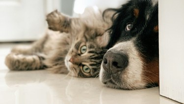 Alerta por frío: a partir de qué temperatura los perros y gatos empiezan a sentirlo y cómo cuidarlos