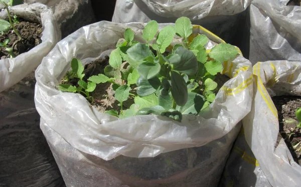 Huerta en bolsas: cómo funciona esta técnica fácil y rápida para cultivar verduras en lugares con poco espacio