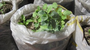 Huerta en bolsas: una nueva técnica fácil y rápida para cultivar verduras en lugares con poco espacio