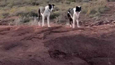 Se suman ataques a perros en Villa El Chocón: "Están matando a nuestras mascotas" 