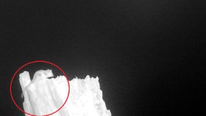 Logran registrar al misterioso monito del monte en el Parque Nacional Lanín